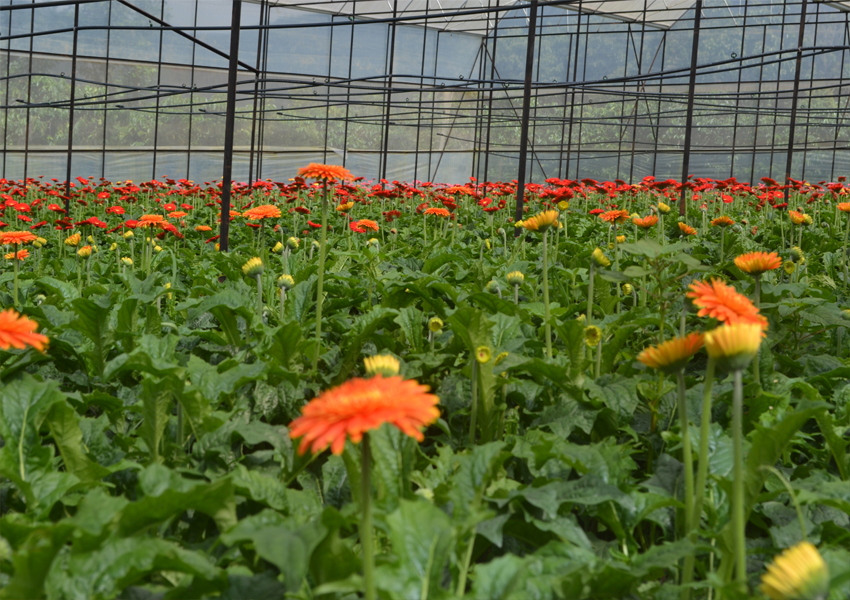 van-thanh-flowers-village-7