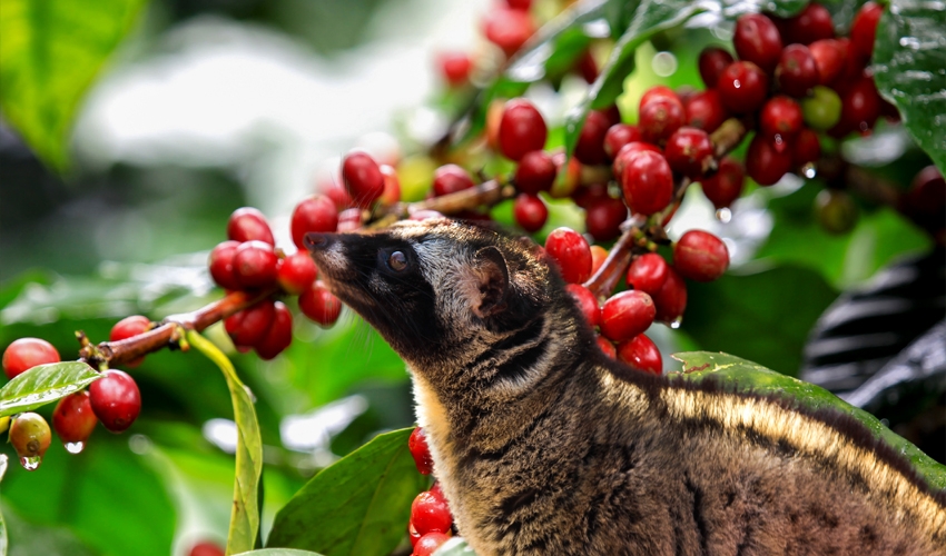 weasel-coffee