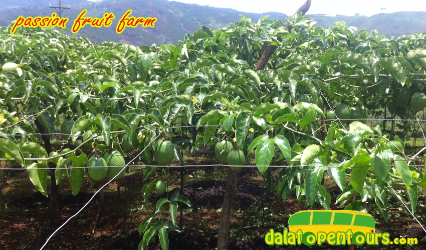 dalat-countryside-9