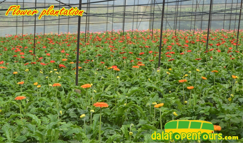 dalat-countryside-13